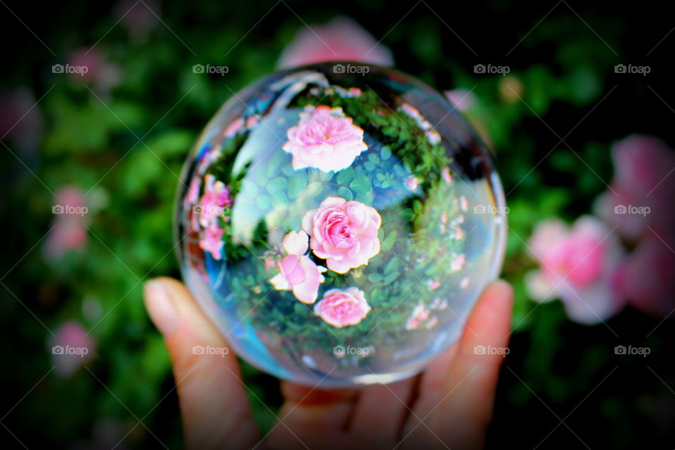 rose petals photographed through a glass ball