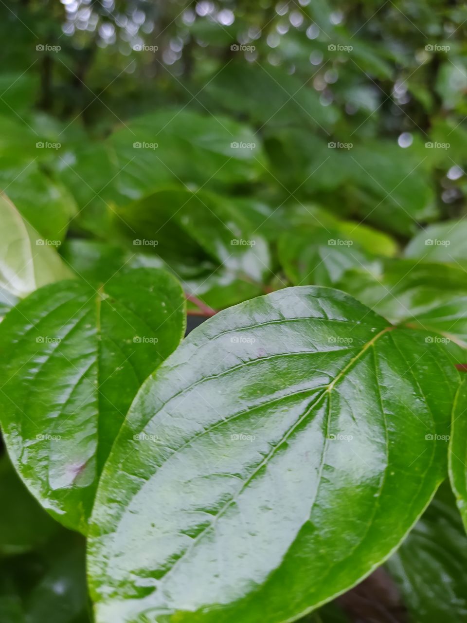 leaves in the rain