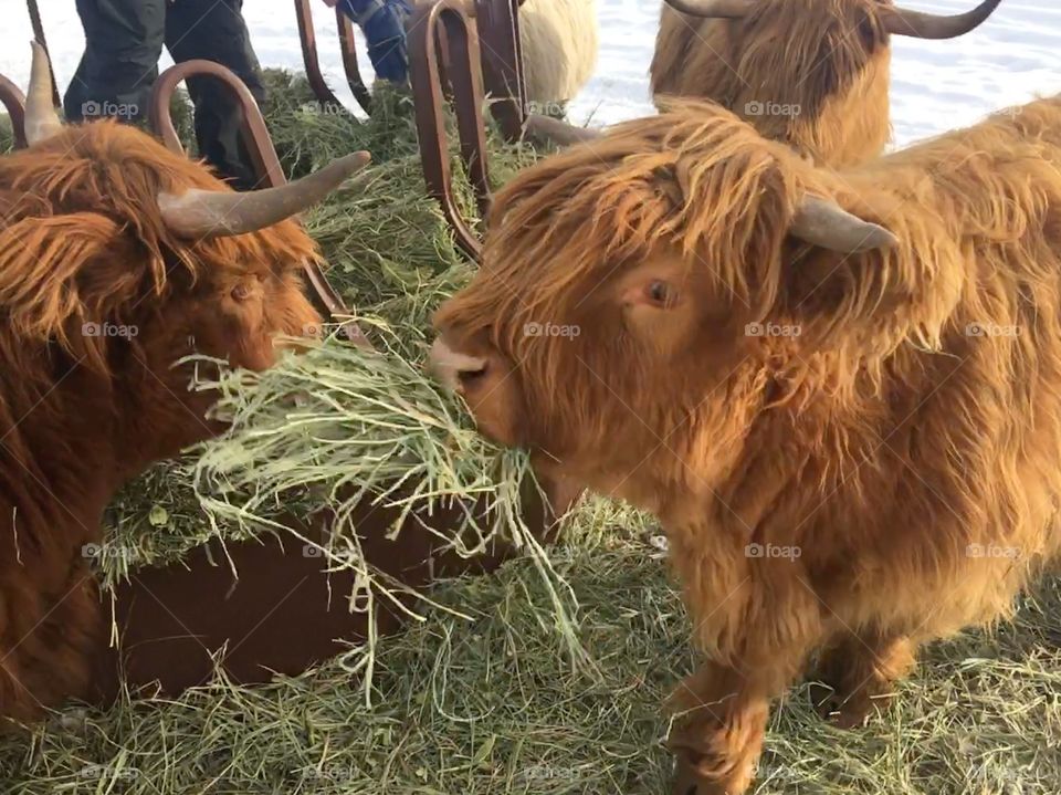 Highland cattle