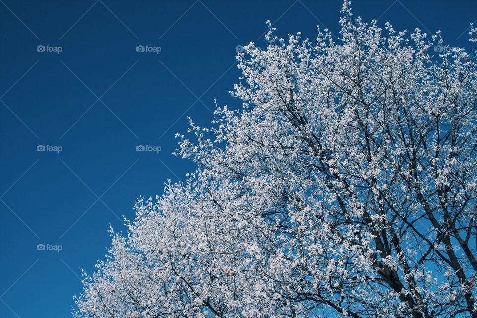 Frozen trees