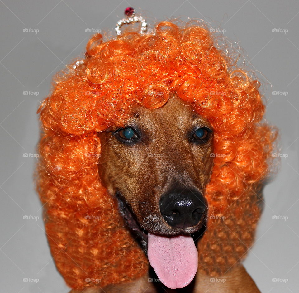 dachshund with orange curls wig