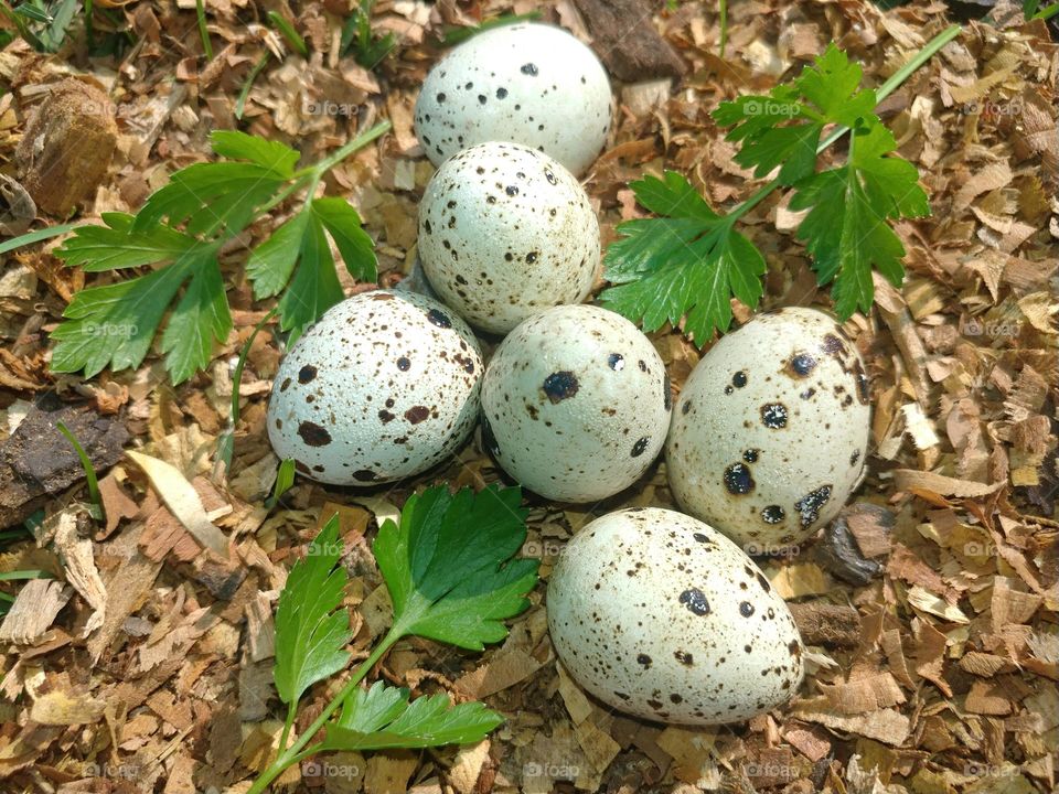 eggs