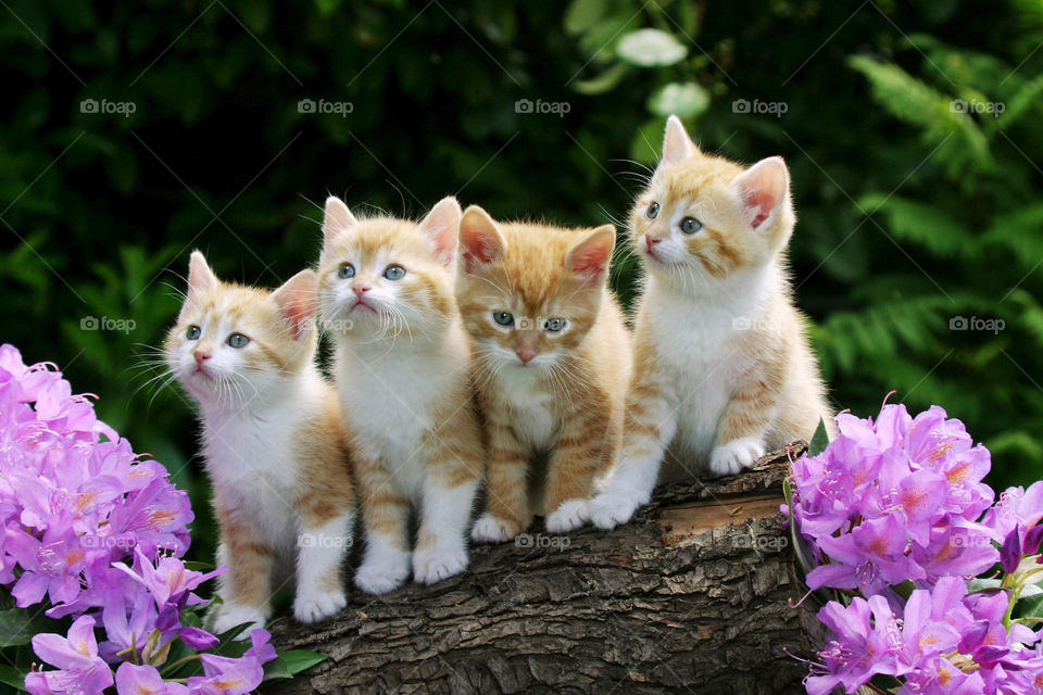Beautiful Cats Natural Photo