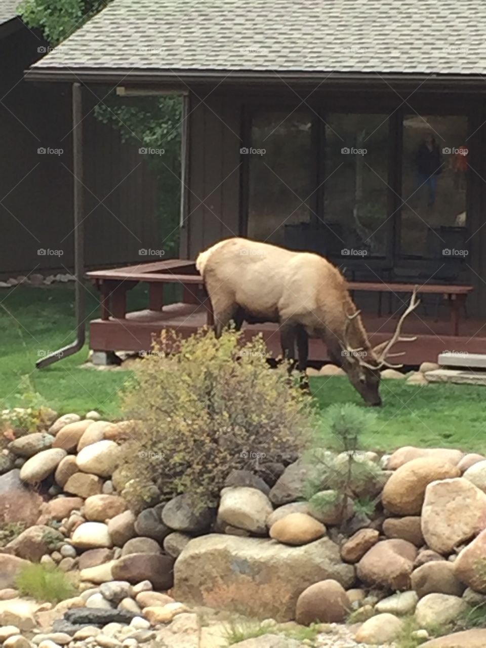Elk in Estes Park, Colorado
