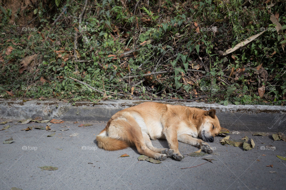 Dog sleeping on the road 