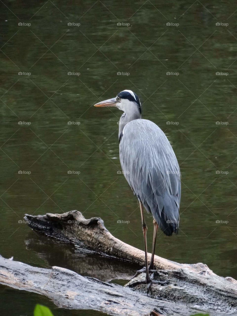 heron