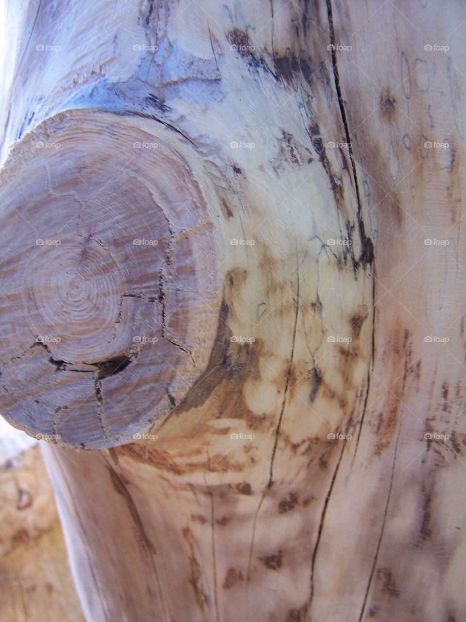 nature wood tree outside by ashley77