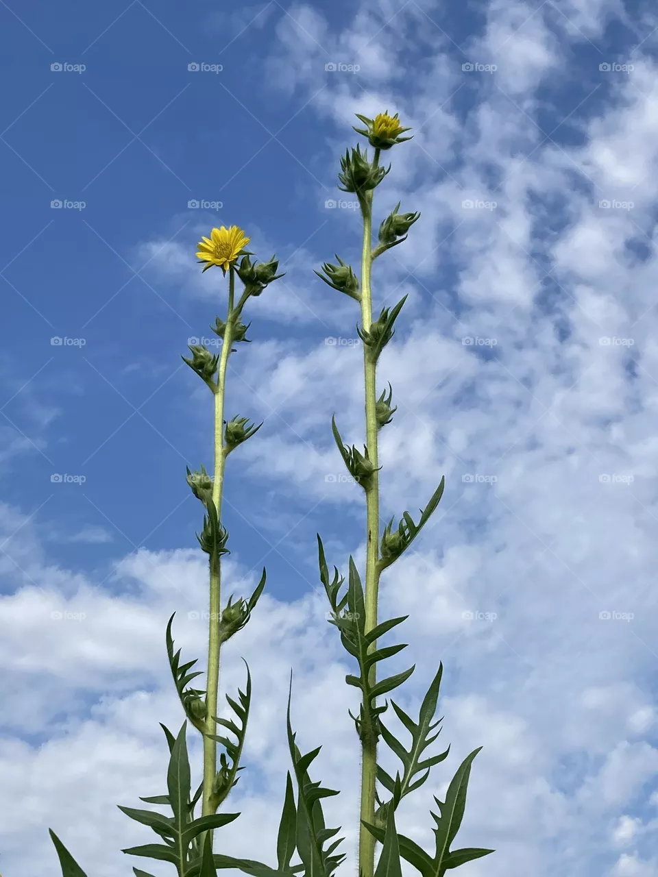 Standing tall