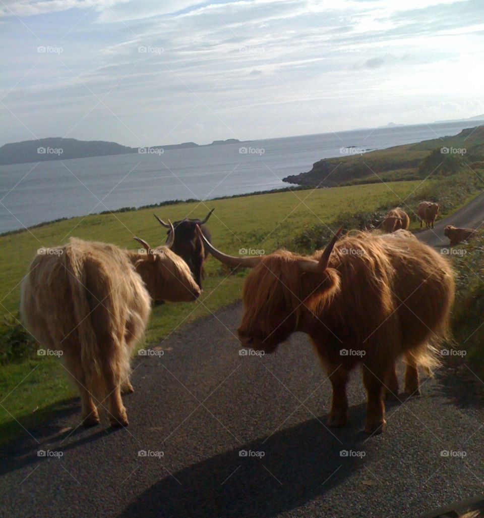 cows on the road in the isle of Mull