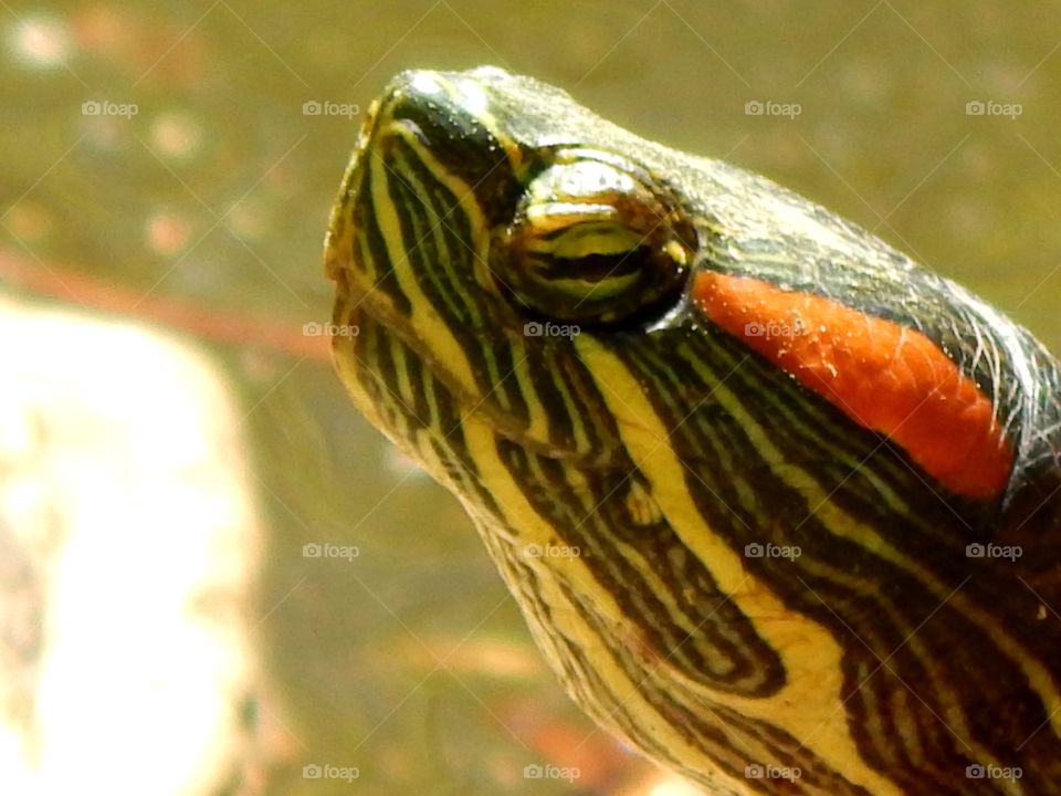 close up of a colorful turtles face
