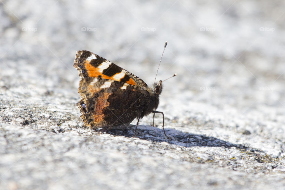 Butterfly from the side close-up .
Nässelfjäril från sidan närbild 