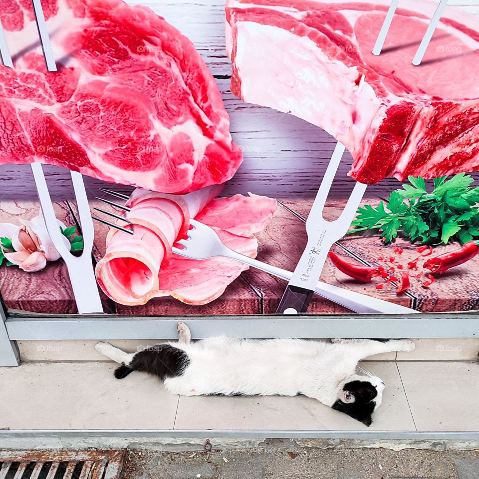 Funny Situation, Creepy Comical View, A Cat Lying in Front of a Butcher's shop