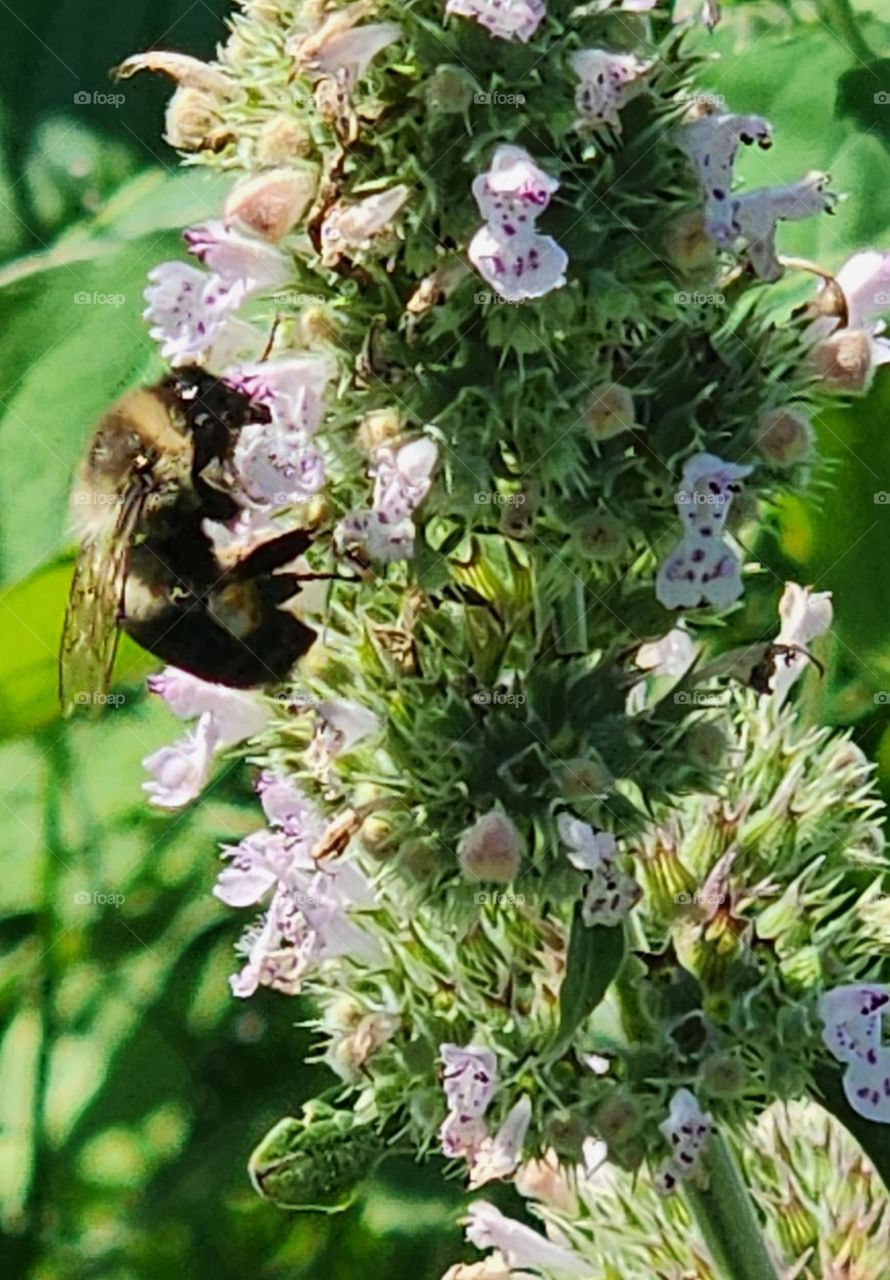 Bee on Catnip