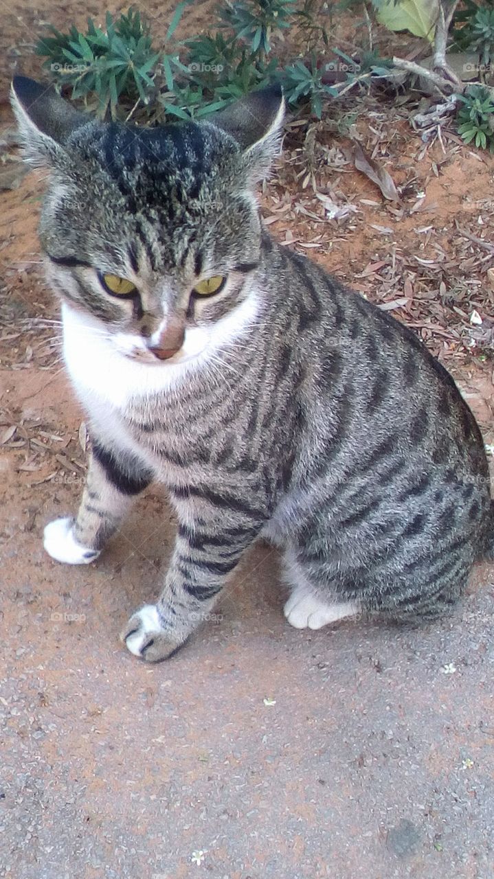 Adorable cat sit and looking in nature