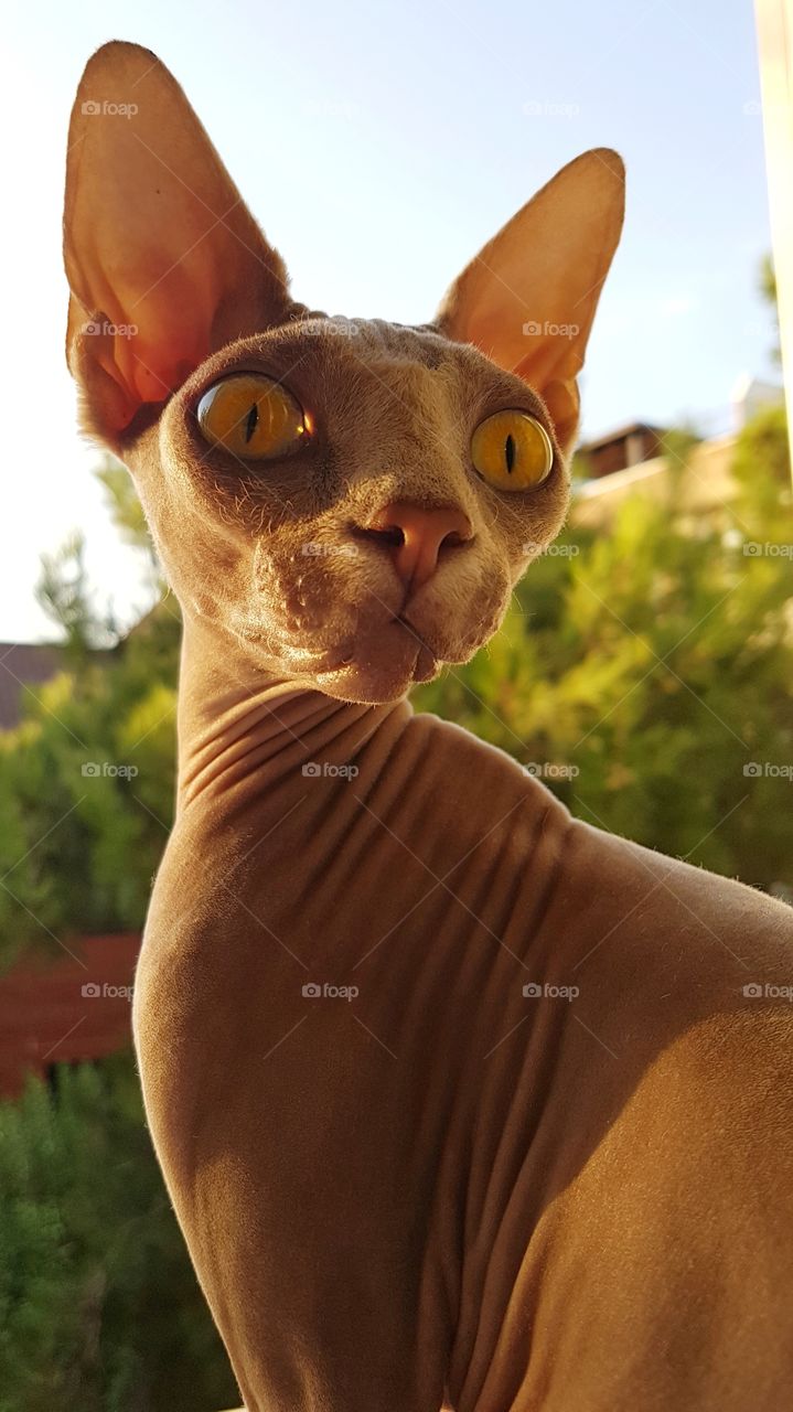 sphinx bald cat