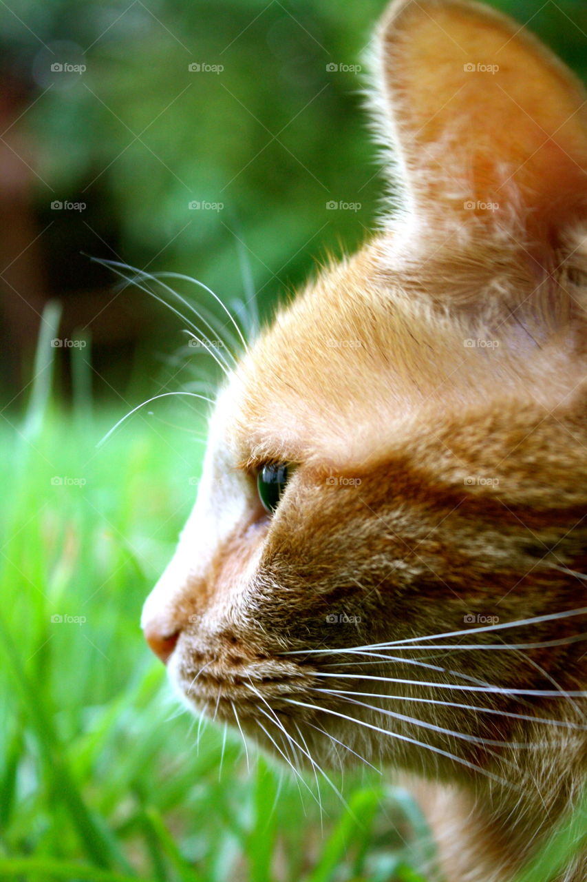 Ginger  Cat