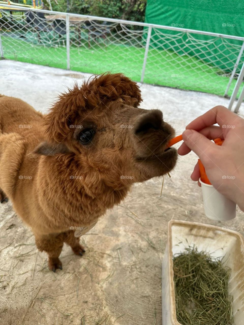 A Lama pacos eating a carrot 