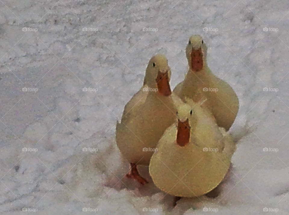three ducks in the snow