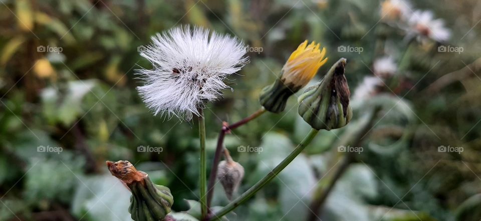 Beautiful dandelion flower in autumn