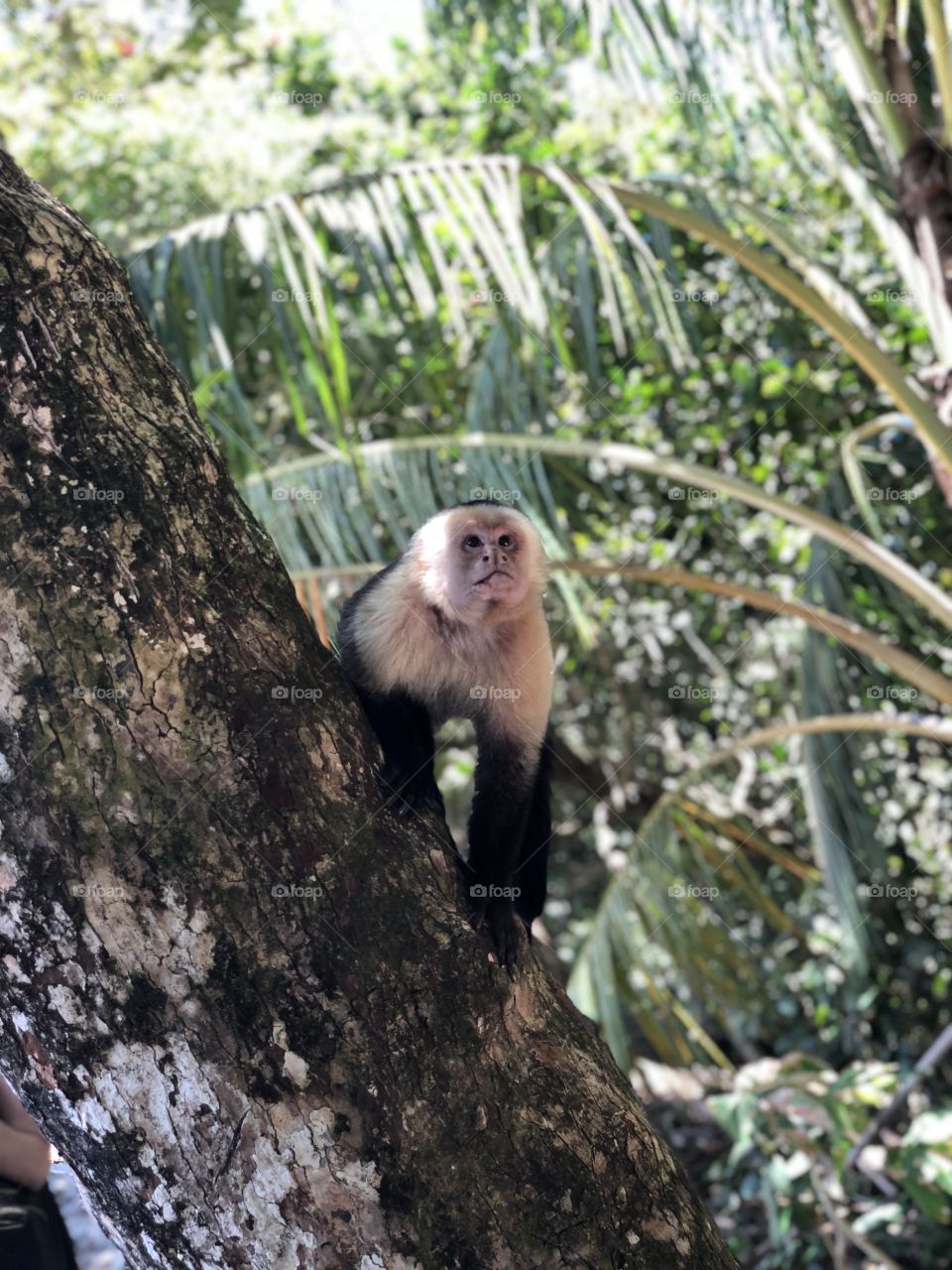 Manuel Antonio Park, Costa Rica.