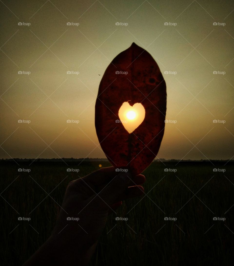 sun view through a leaf