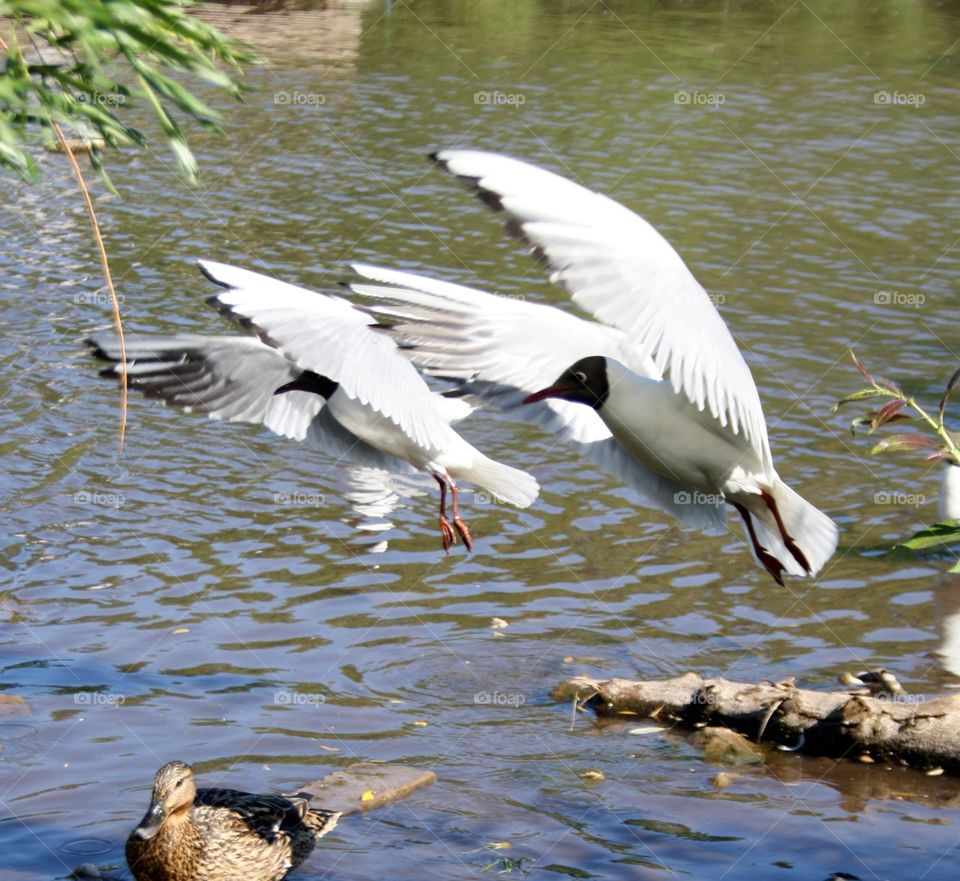 Black-headed gull.