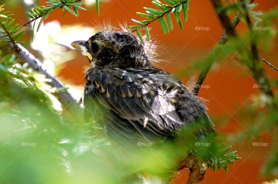 Baby robin