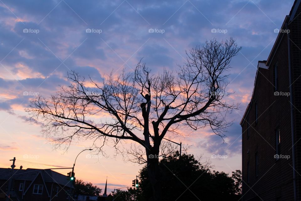 No Person, Tree, Landscape, Sky, Dawn