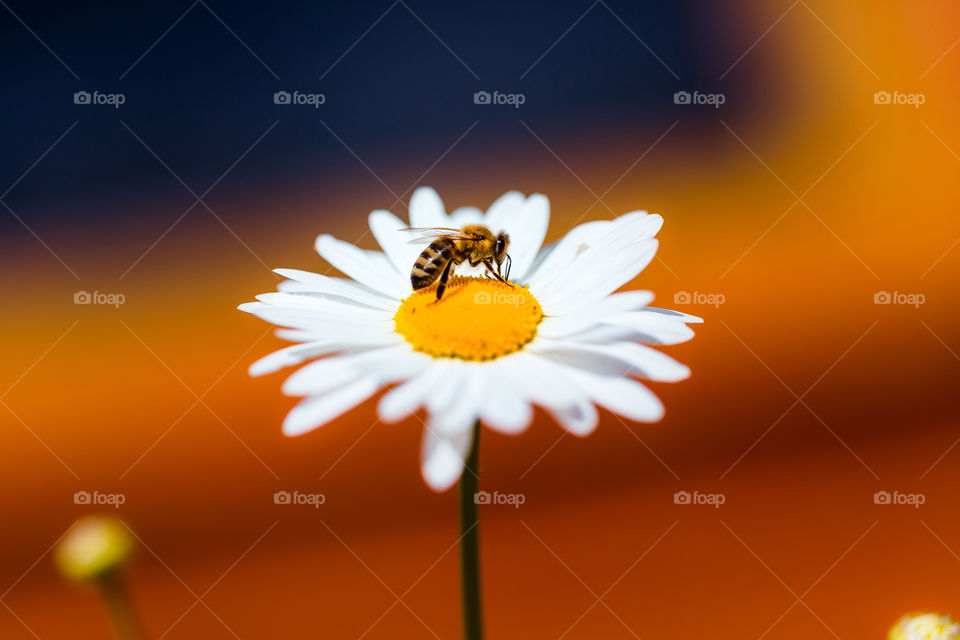 Bee on the chamomile