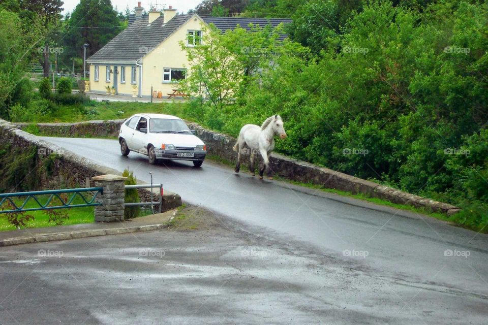 Horse leading a car