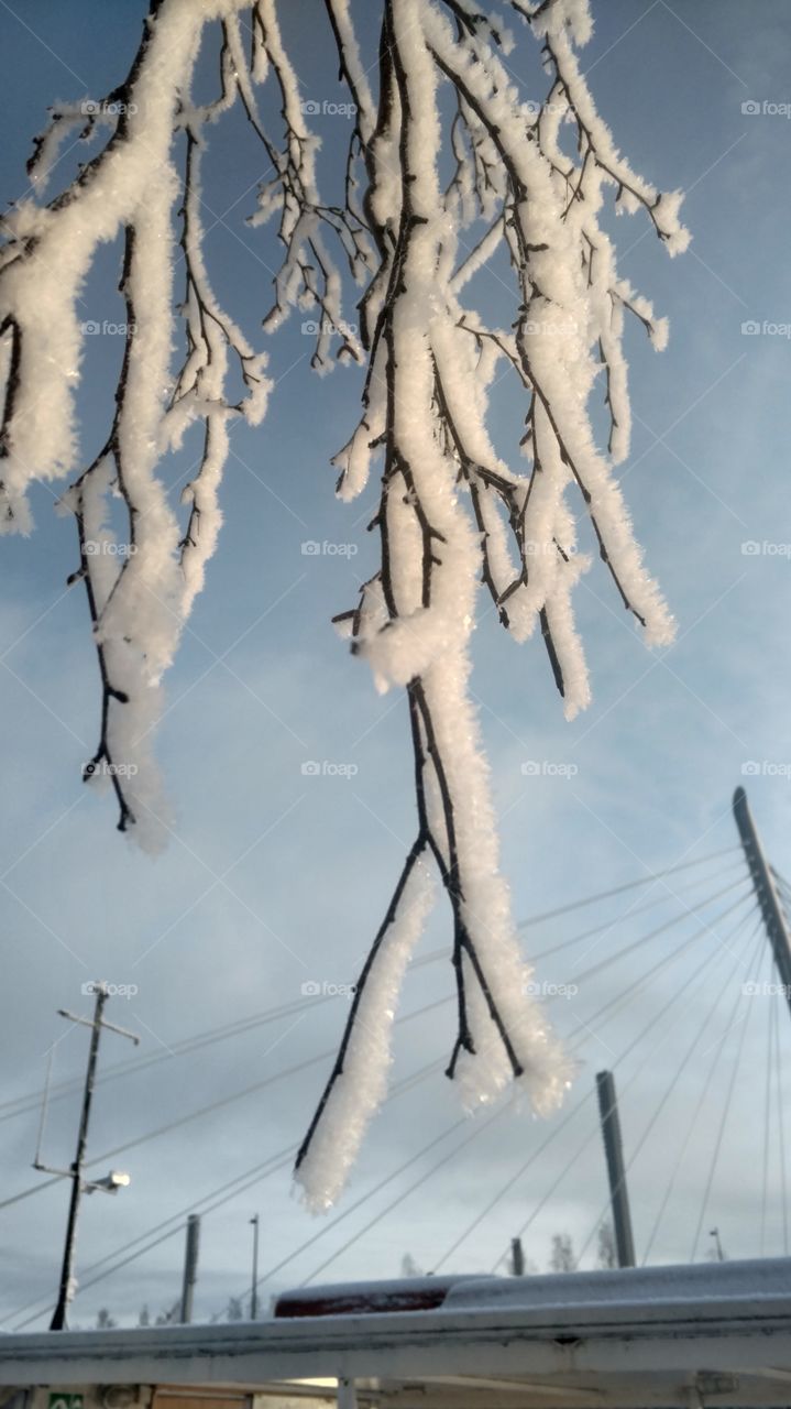 Ice crystals on tree branches