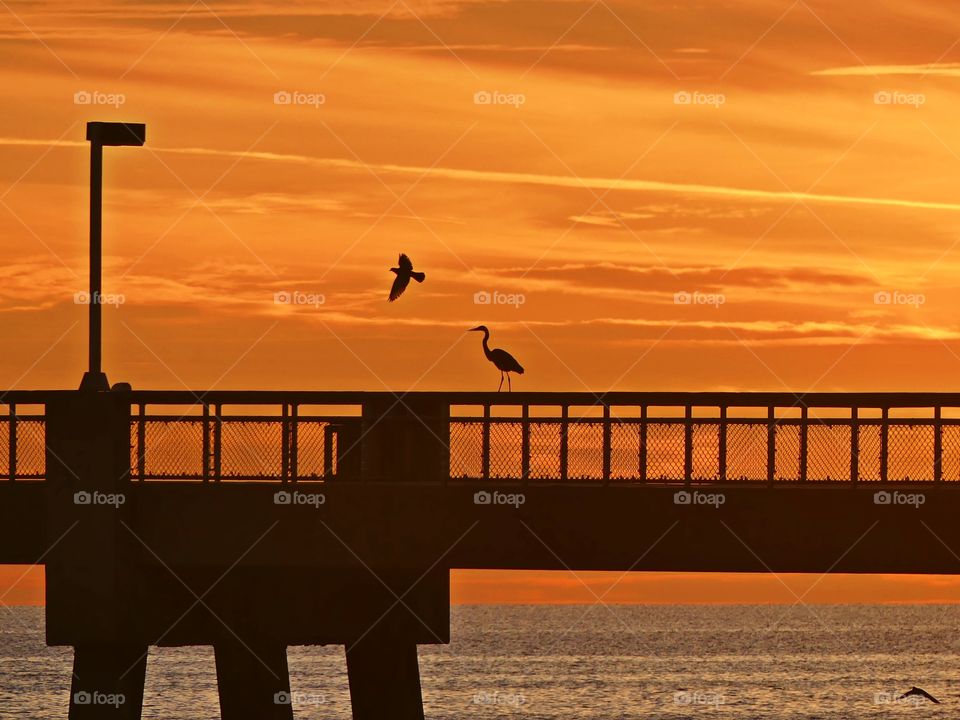 An abandoned fishing pier at sunset with the exception of a seagull and a great blue heron. 