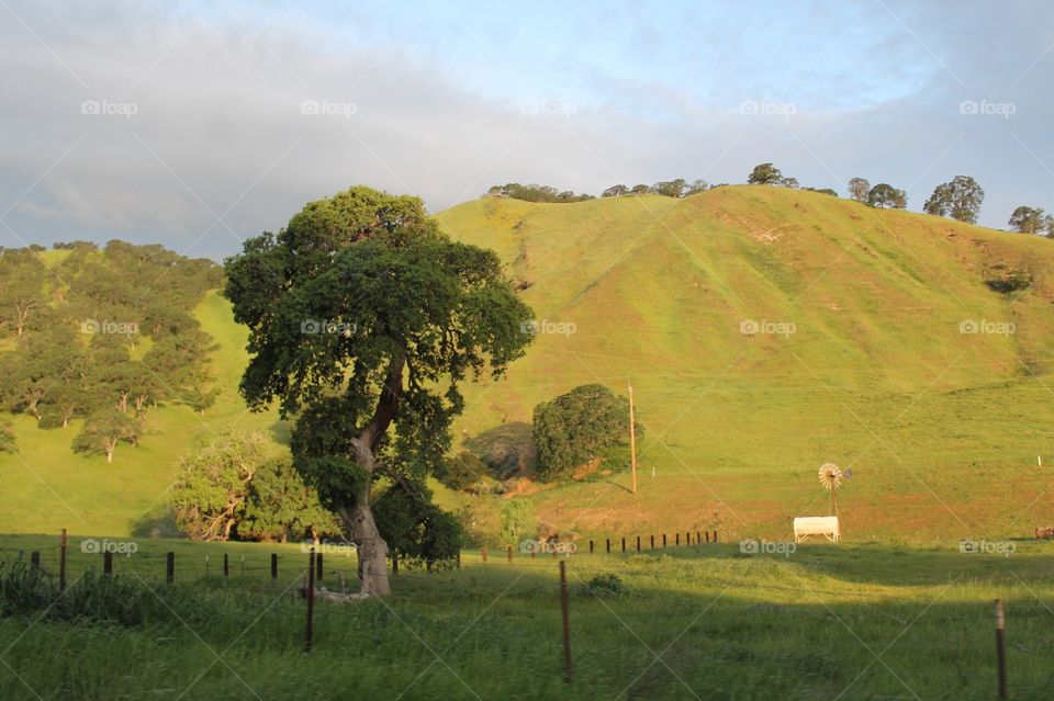 Spring Hills and Tree