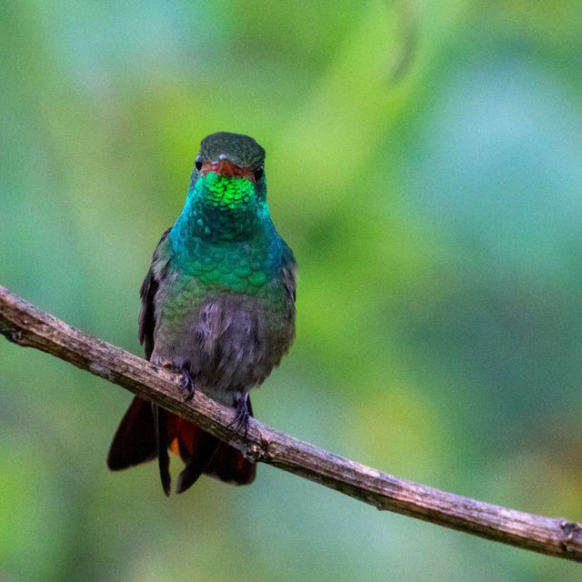 Colibrí, Costa Rica. Rufous-tailed Hummingbird