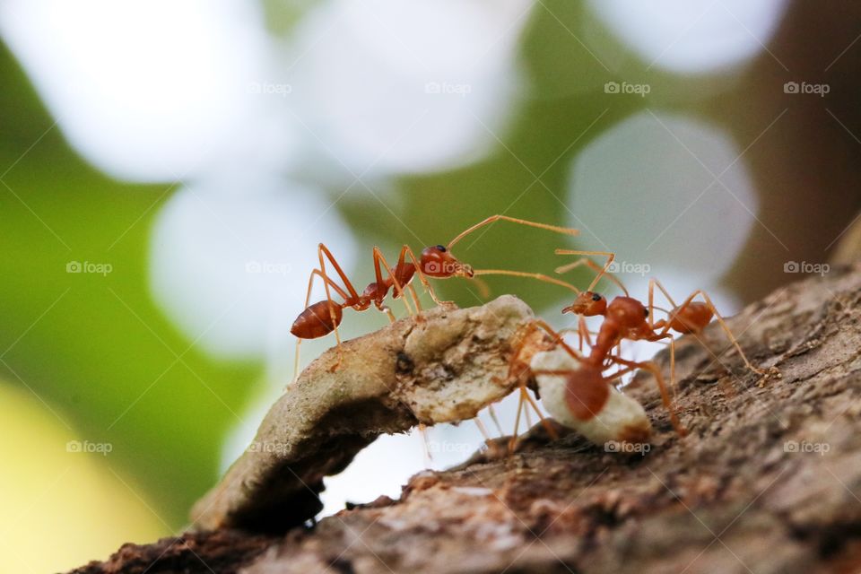 Ant on the tree