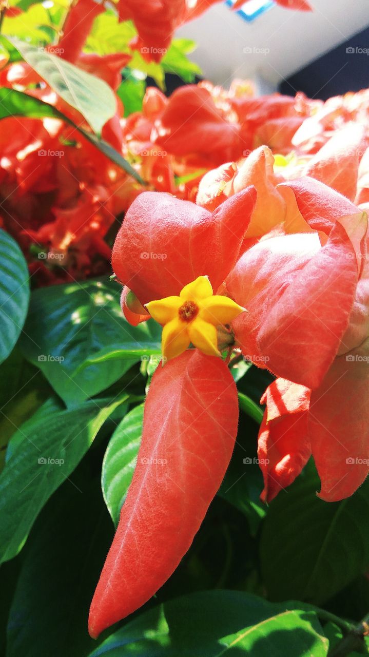 This is a beautiful flowers