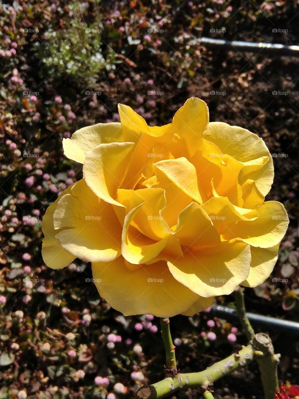 yellow rose