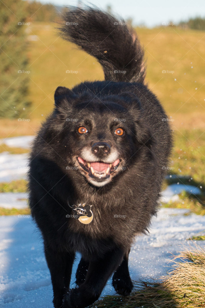 Dog running in the alps