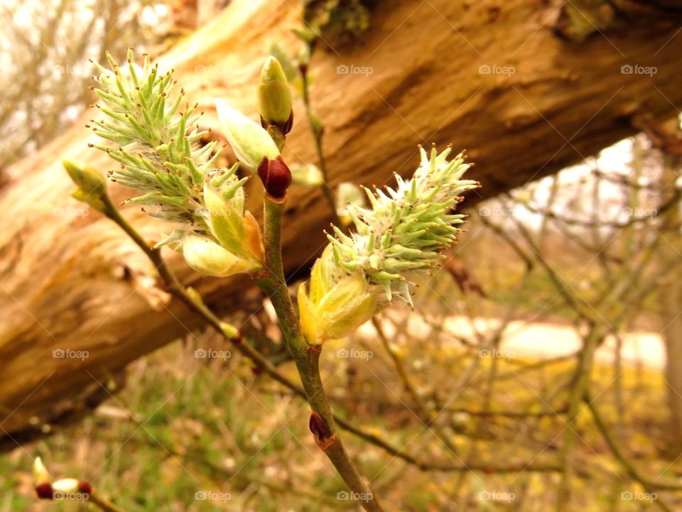 bud