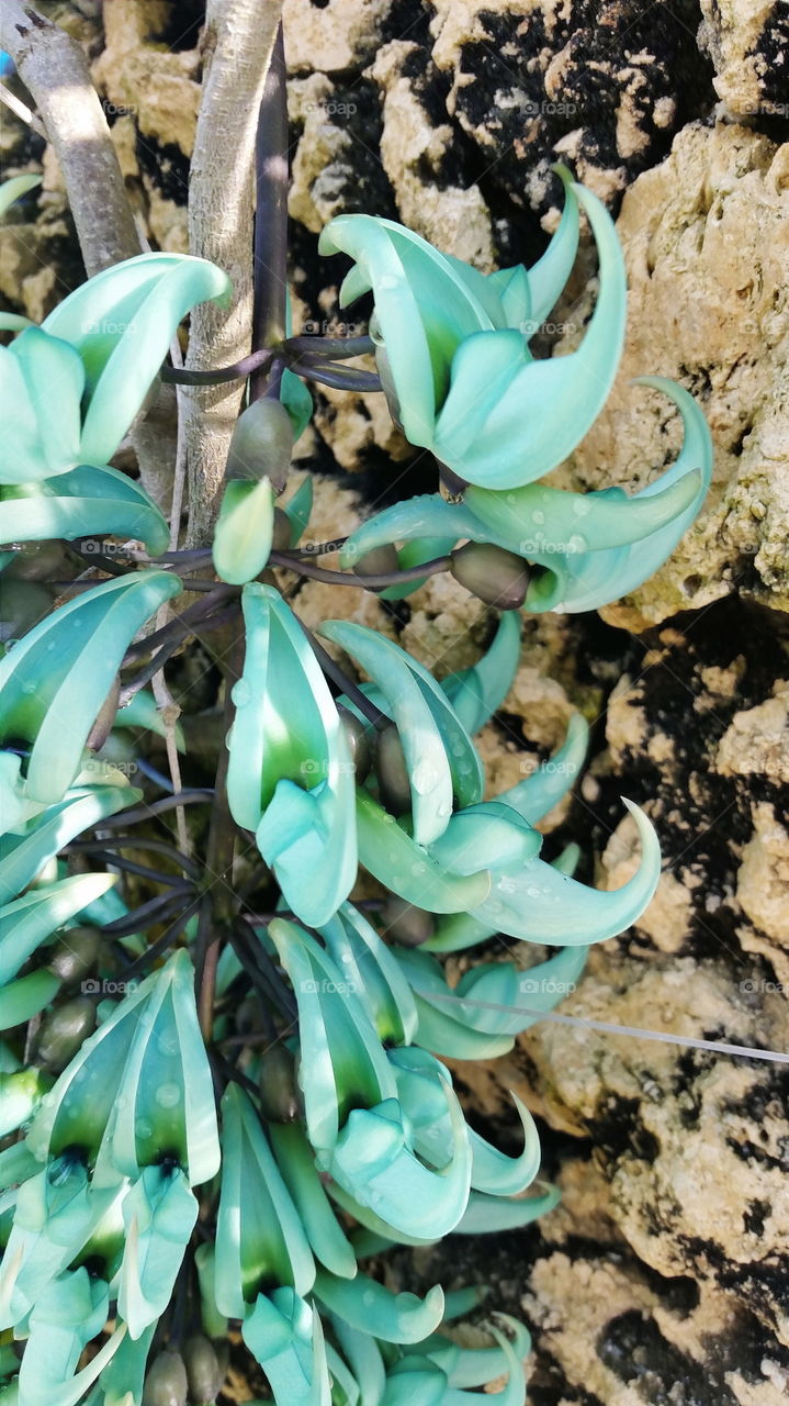 Jade Vine