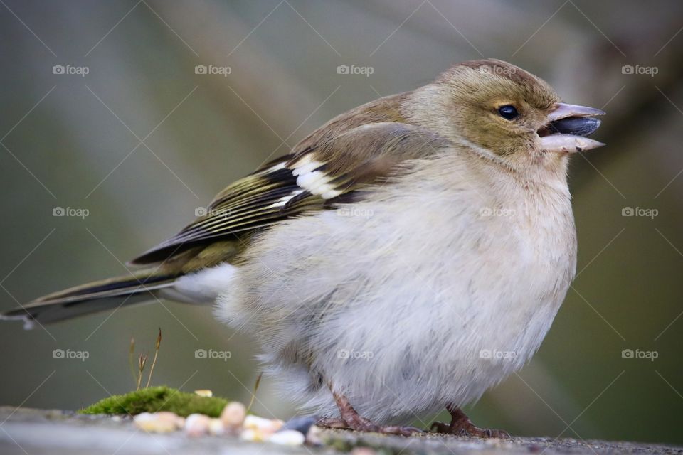 Chaffinch 