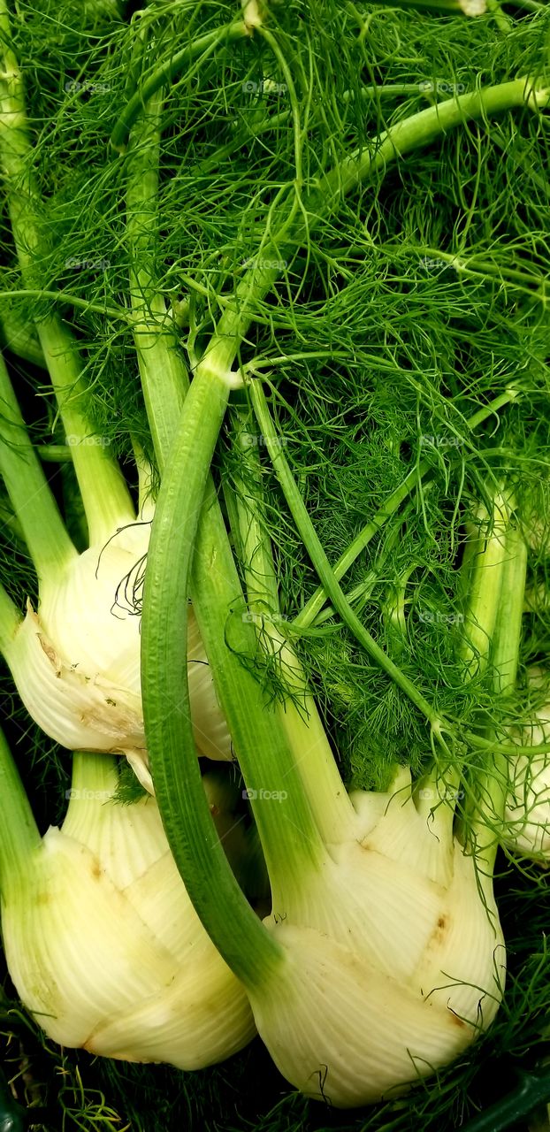 Anise (fennel)