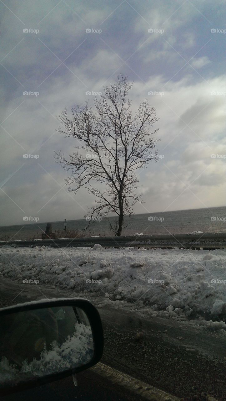 The Tree After The Storm