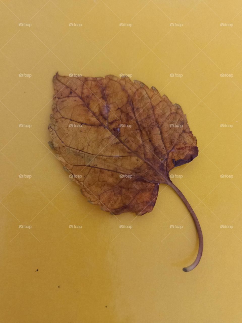 As folhas mudam de cor e caem. O processo de troca de cor das folhas de algumas árvores no período do outono e inverno, acontece como um mecanismo de proteção da planta.