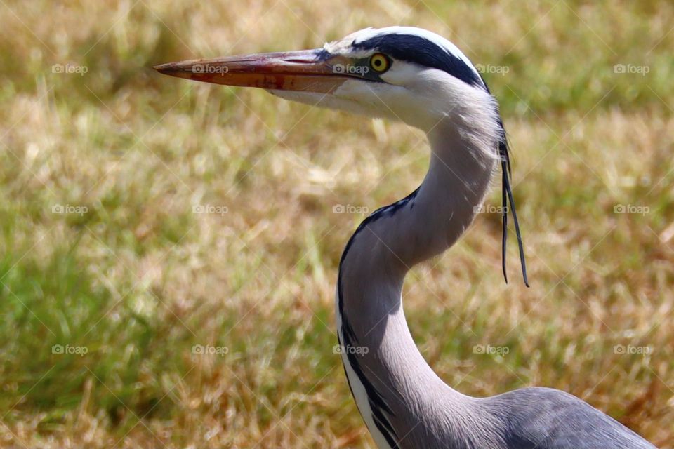 Ardea herodias, Wildlife