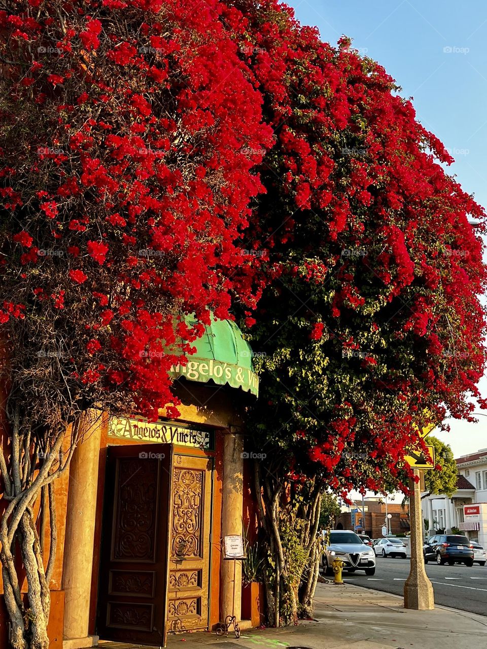 Urban Bougainvillea Plant Corner View