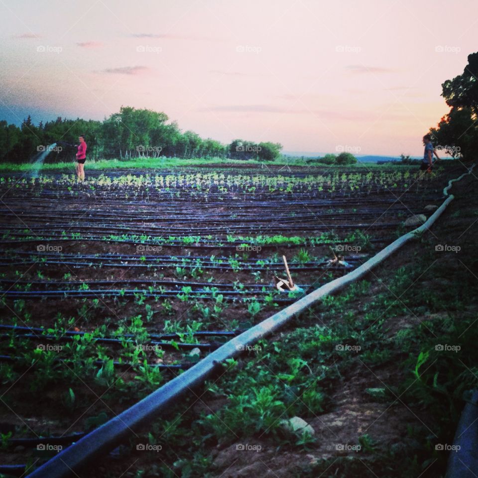 Watering garden