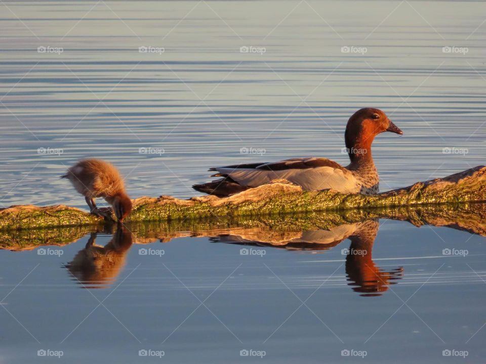 Duck and duckling reflecting on a lake