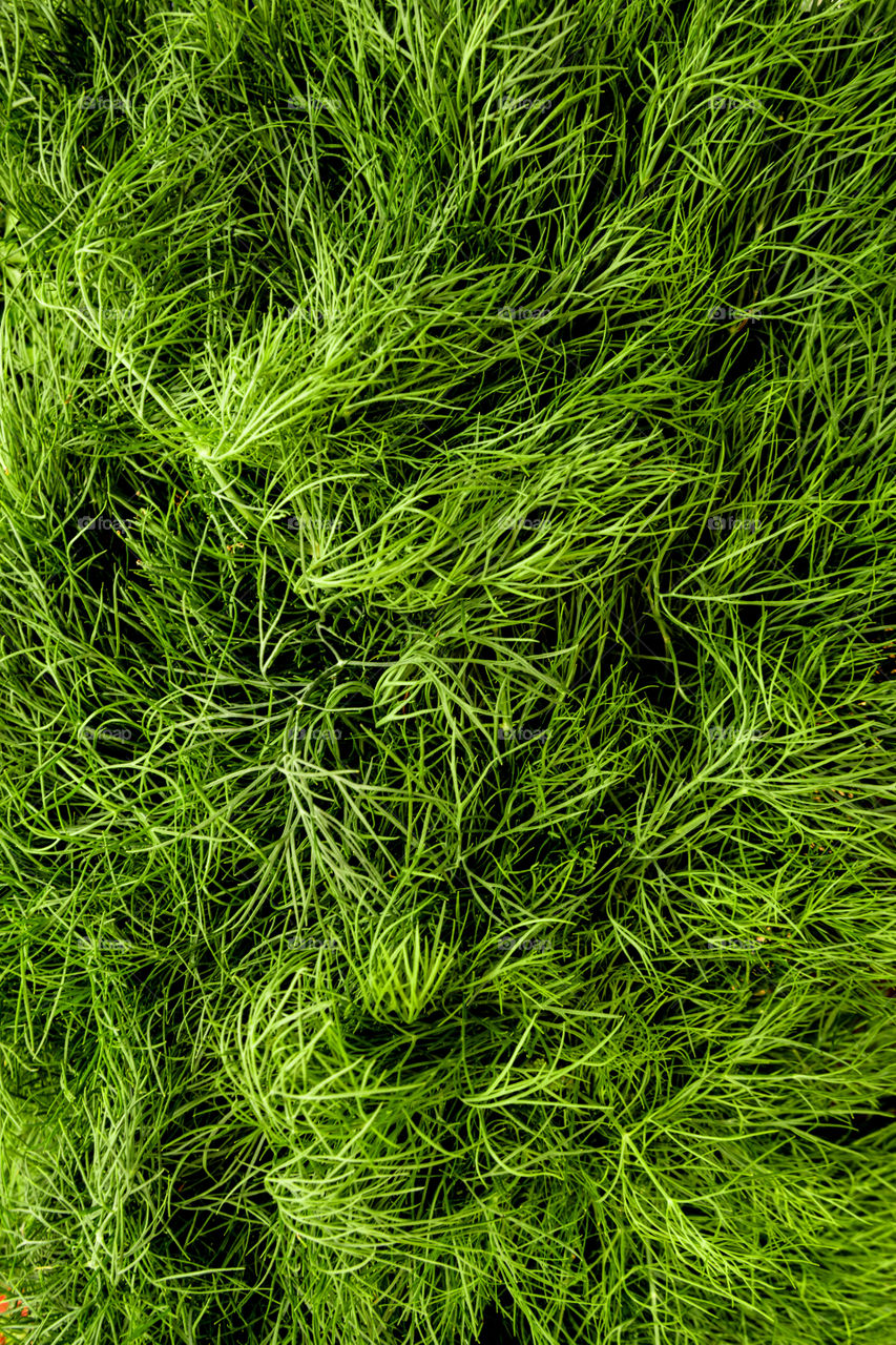 Overhead view of dill leaves