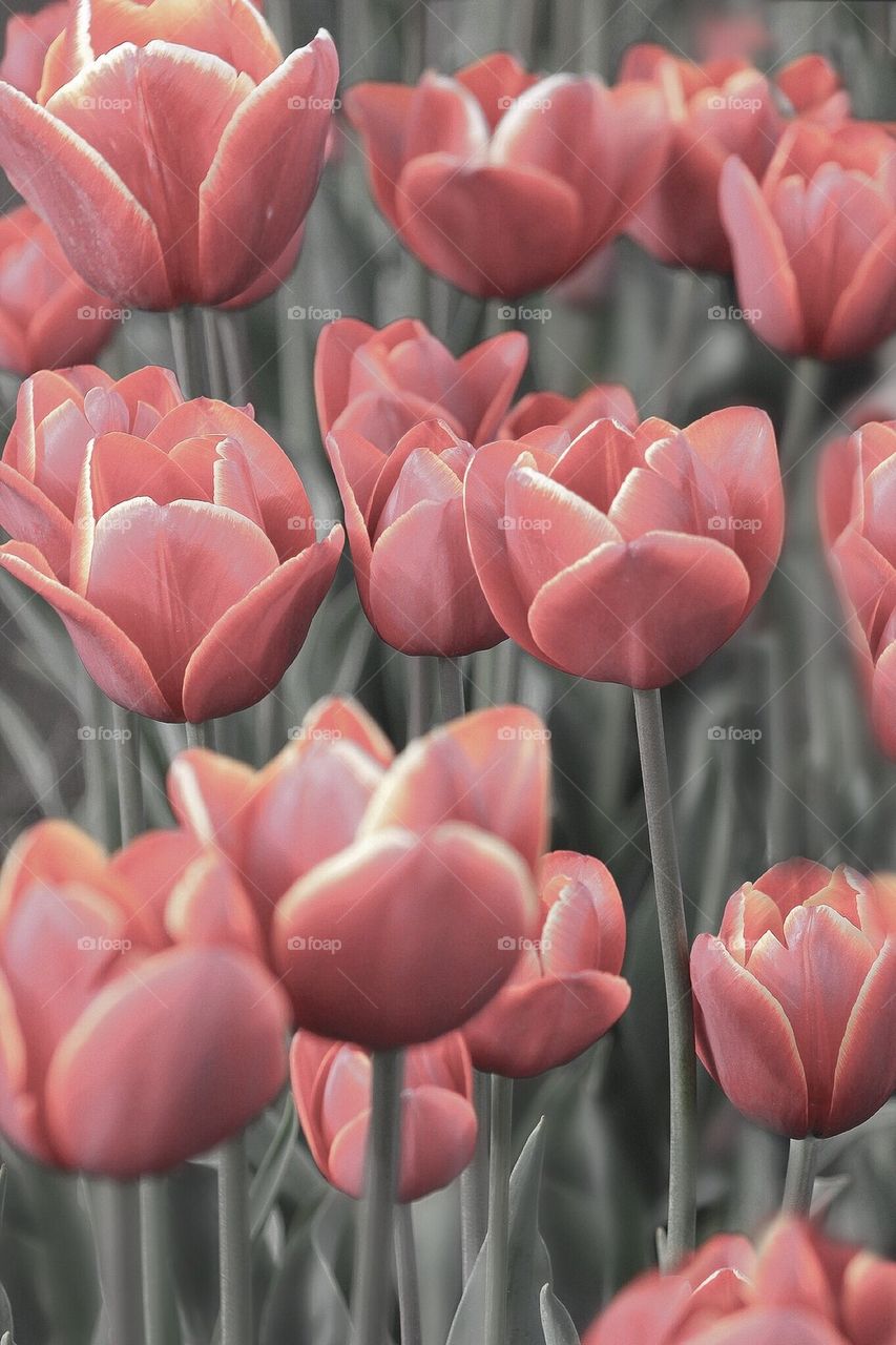 tulip